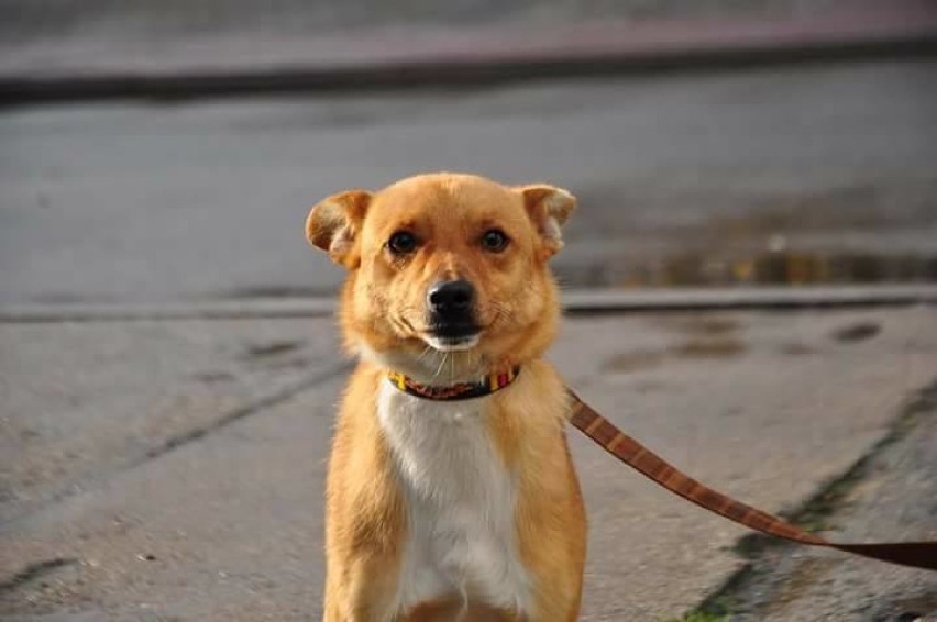 Fox czeka na adopcję w azylu dla bezdomnych zwierząt w Pleszewie