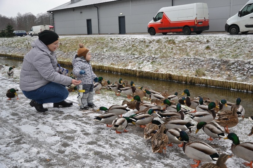 Dokarmianie kaczek w Lipnie. Jak prawidłowo karmić dzikie ptaki?