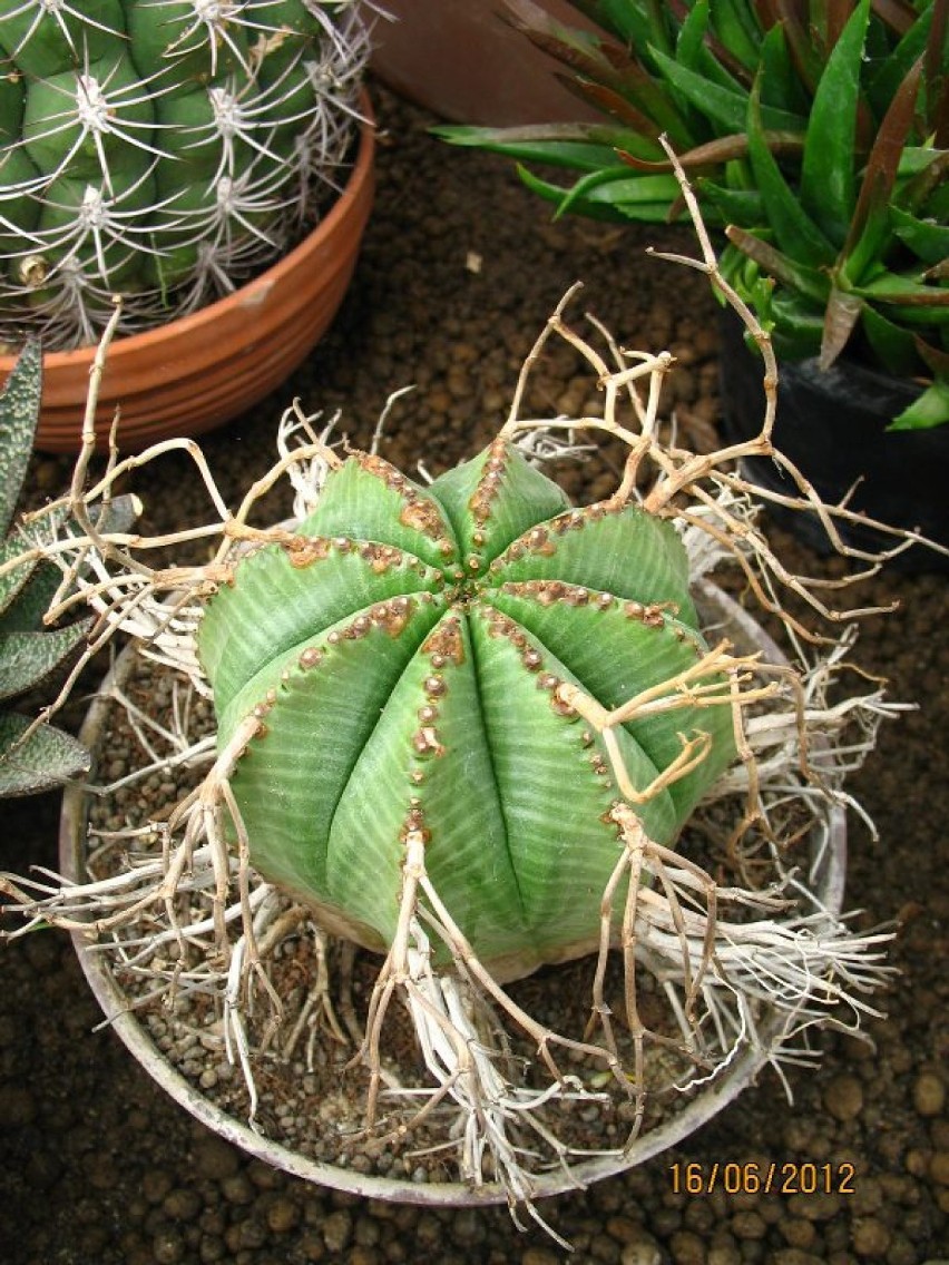 Wystawa kaktusów w Ogrodzie Botanicznym.