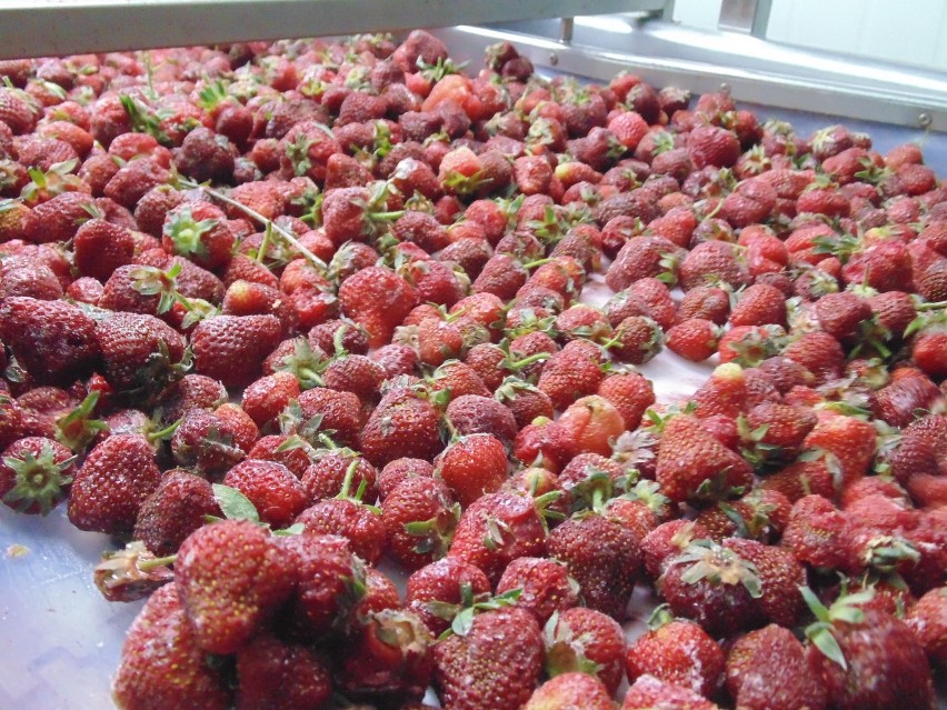 Przetwórnia owoców w Granicach ruszyła z kolejnym sezonem.