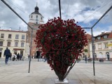 Róże na placu Łokietka w Lublinie. Łącznie 2023 i do tego w kształcie serca. Co to za pomysł? 