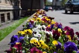 Kwiaty w Świętochłowicach. Bratki, szafirki i tulipany ZDJĘCIA