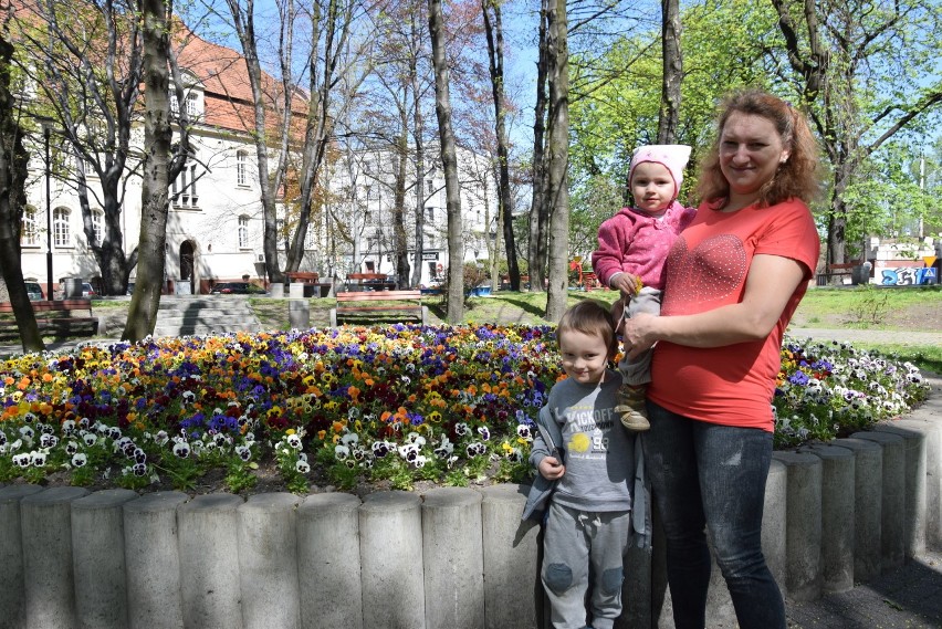 Kwiaty w Świętochłowicach. Bratki, szafirki i tulipany...