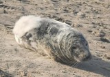 Foka na plaży w Świnoujściu. Wypoczynek rozpoczęła przed sezonem