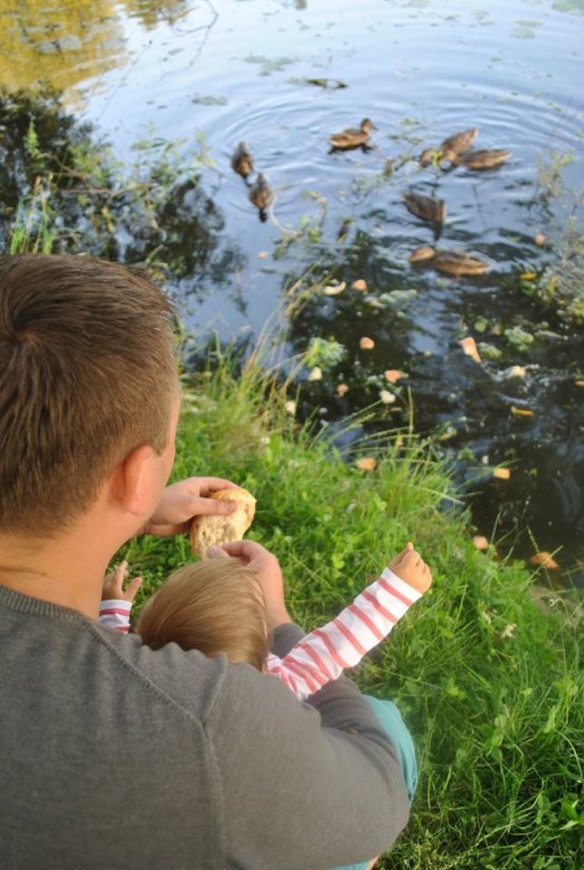 Nowy plac zabaw w Wysokiej? Chcą powstania „Kaczolandii”