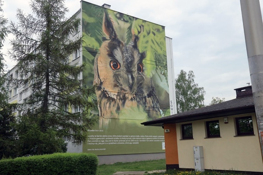 Murale w Legnicy i Lubinie. Niektóre są zachwycające [ZDJĘCIA]