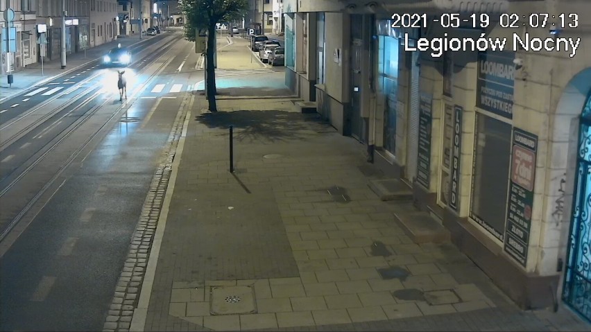 Sarna biegła środkiem ulicy w centrum Grudziądza [zdjęcia, wideo]