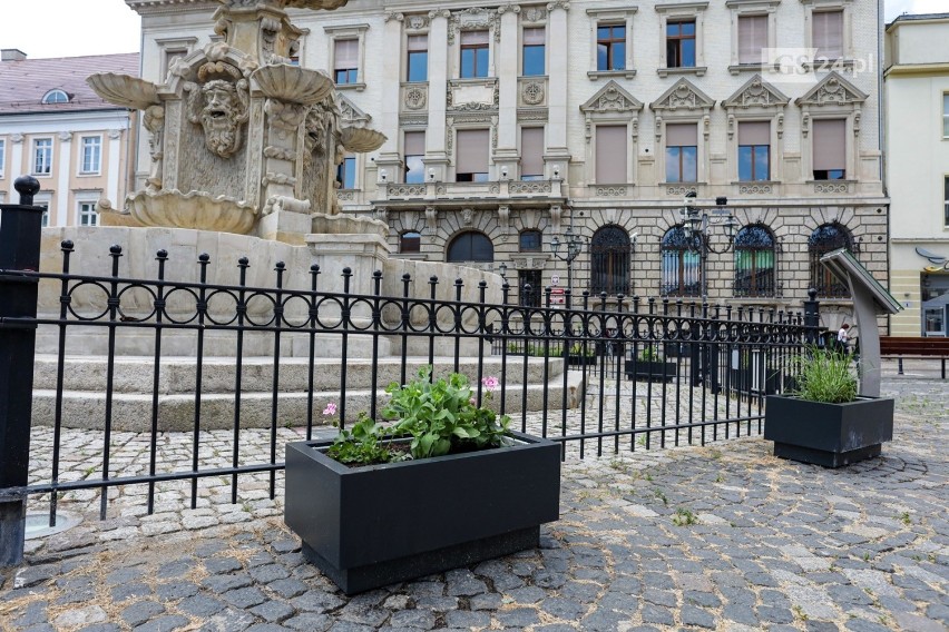 Plac Orła Białego w Szczecinie. Będzie więcej roślin? Nowe nasadzenia zamiast samochodów