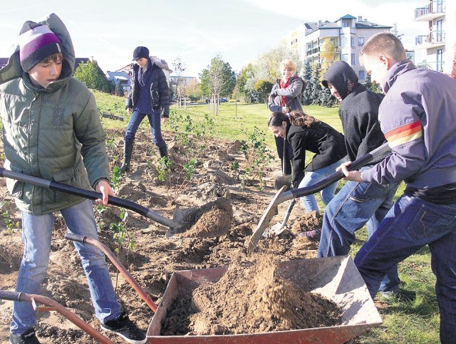 Przy sadzeniu drzewek i krzewów pomagali gimnazjaliści z sieradzkiej jedynki