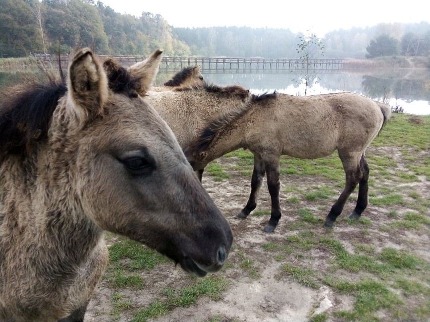 Zobacz zdjęcia dolnośląskich mustangów! Niezwykły rezerwat półdzikich koni! [ZDJĘCIA]