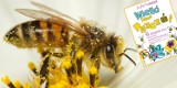 Wielki Dzień Pszczół w Koninie. W muzeum będzie się działo. To najsłodsze wydarzenie tego lata