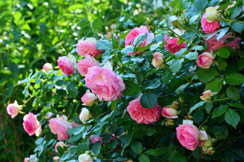 Róże powinno się przycinać wiosną (najczęściej w kwietniu)....