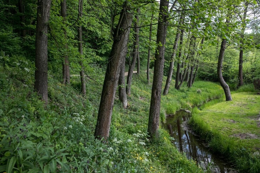 Las w Witkowicach