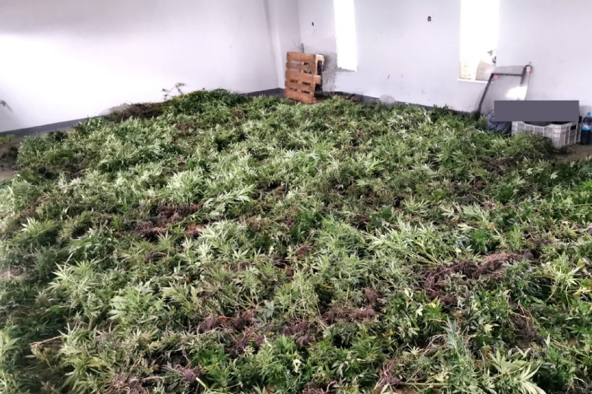 W gminie Skępe policja wykryła pokaźną plantację marihuany....
