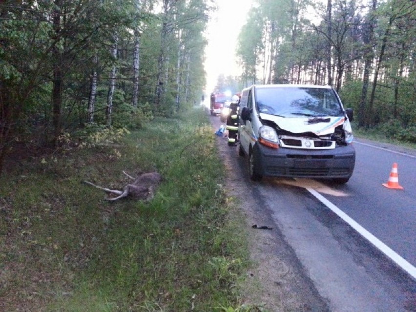 Zginął piękny łoś, ludziom nic się nie stało