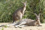 Przeprowadzka kangurów olbrzymich w Naszym ZOO!