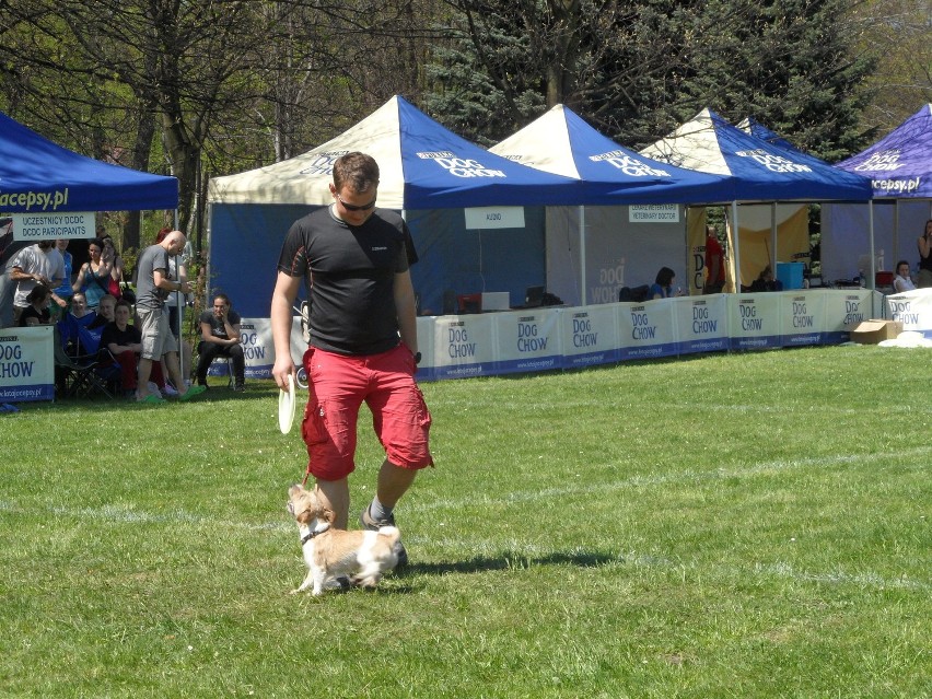 Dog Chow Disc Cup 2012 w Parku Śląskim [ZDJĘCIA, WIDEO] Psy przyjechały z Polski, Rosji i Niemiec