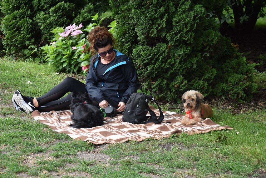 Psy opanowały wrzesiński park. Za nami szczekający piknik  [FOTO] 