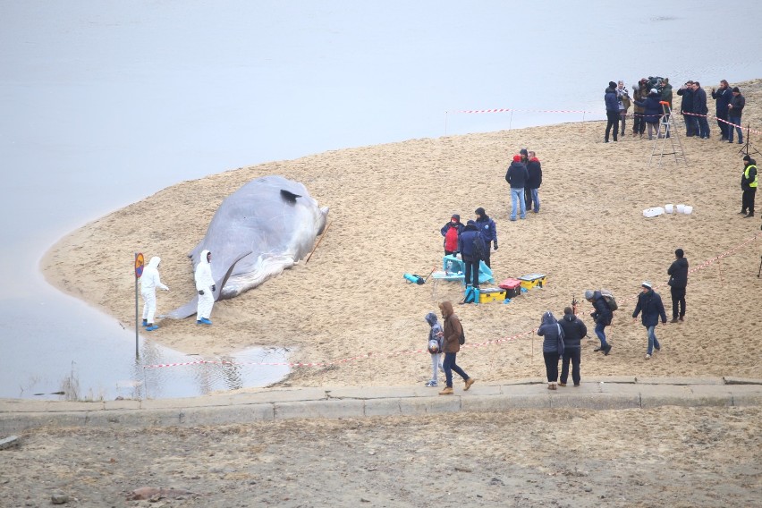 Wieloryb przy Moście Poniatowskiego. Olbrzymie zwierzę leży...