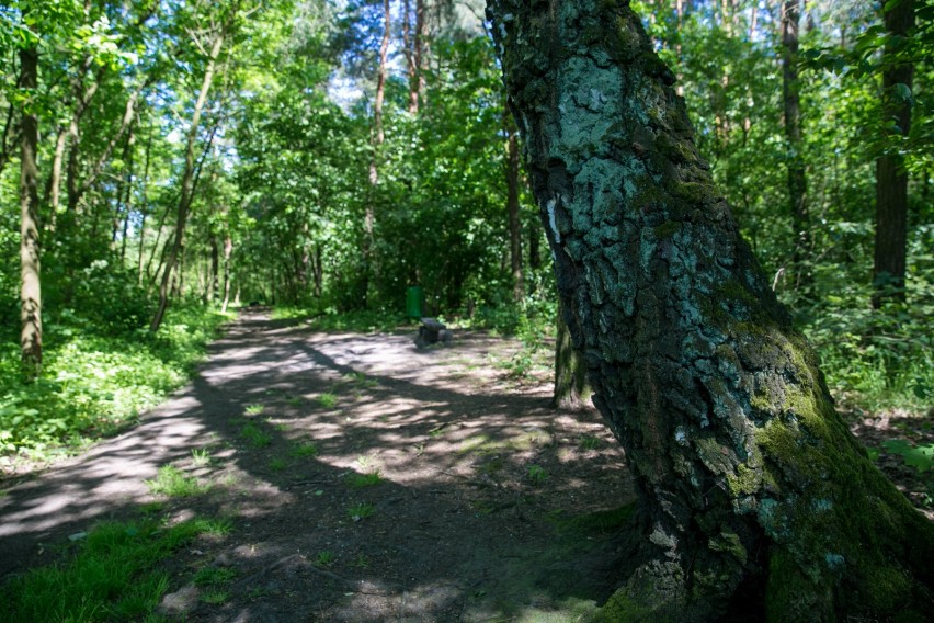 Prywatna część lasu Borkowskiego ma trafić do miasta jeszcze...