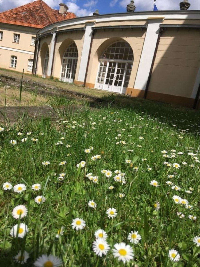 Pawłowice. Park w Pawłowicach to wyjątkowo piękne miejsce w powiecie leszczyńskim. Zachwyca szczególnie wiosną [ZDJĘCIA]