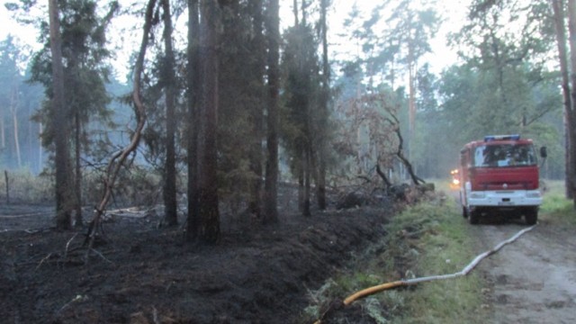 Pożar lasu w Kobiórze