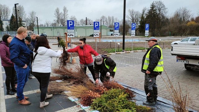 Ponad 9 tysięcy sadzonek rozdano podczas akcji „Zielone Radomsko”!