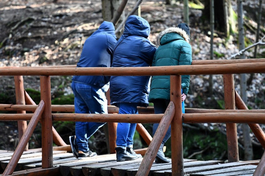 Wiosna na Foluszu w Magurskim Parku Narodowym