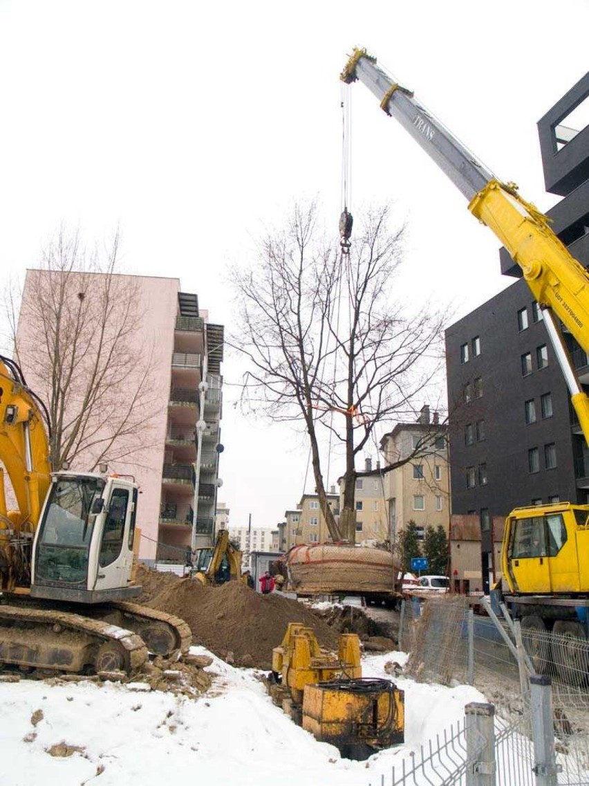 Przesadzili dąb o wadze prawie 30 ton. "To apel i przykład...