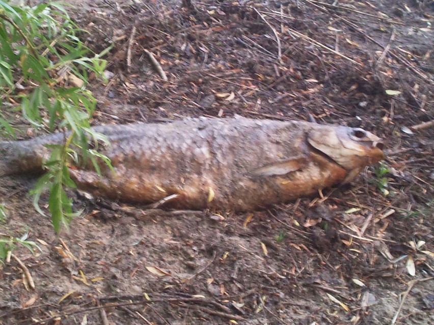 Dąbrowa Górnicza: Gigantyczny amur na Pogorii III [FILM+FOTO]