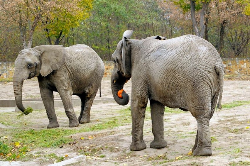 Warszawskie ZOO już w sobotę szykuje dla warszawiaków Święto...