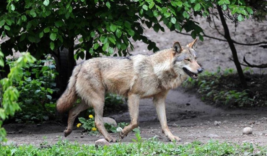 W lasach powiatu wałbrzyskiego mieszkają wilki. Są na to...