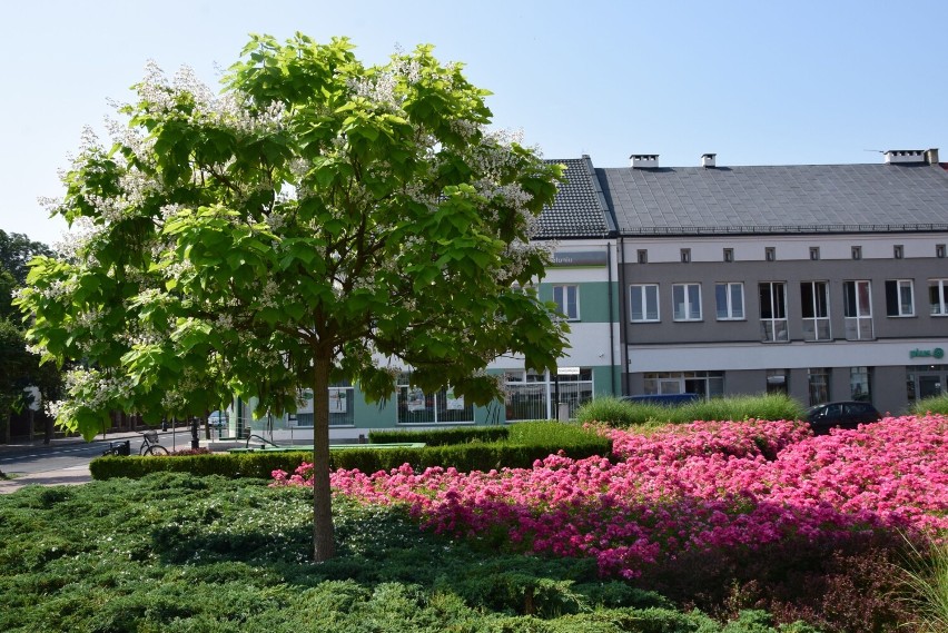 Kwietne kompozycje w centrum Wielunia cieszą oczy mieszkańców i turystów FOTO