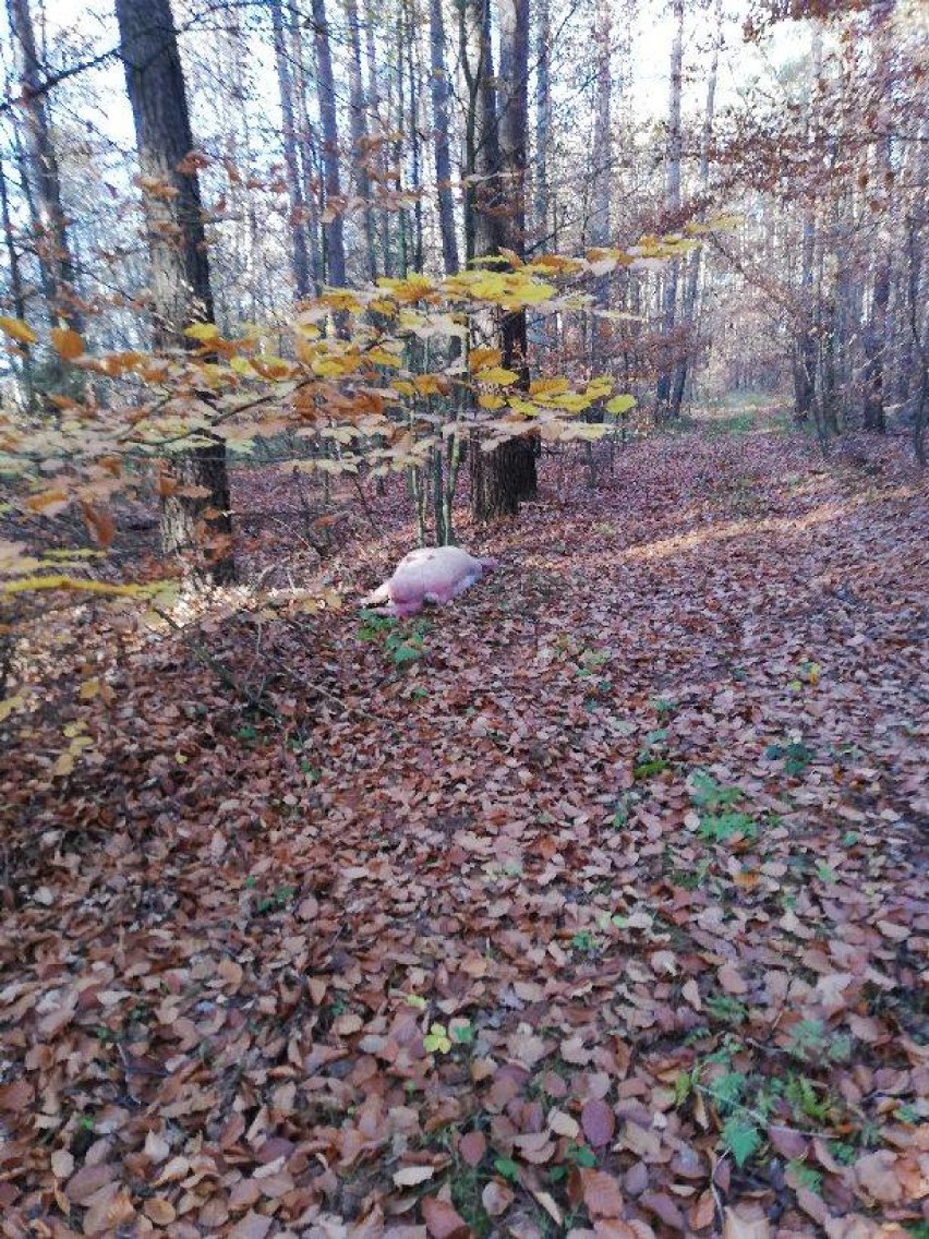 Bolewice. W lesie ktoś porzucił martwą świnię. 