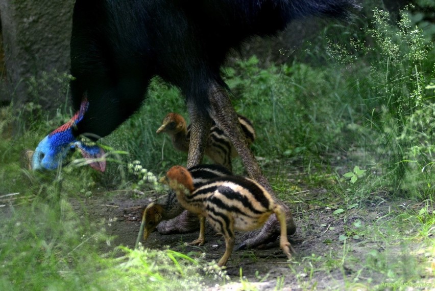 W łódzkim zoo wykluły się trzy kazuary hełmiaste