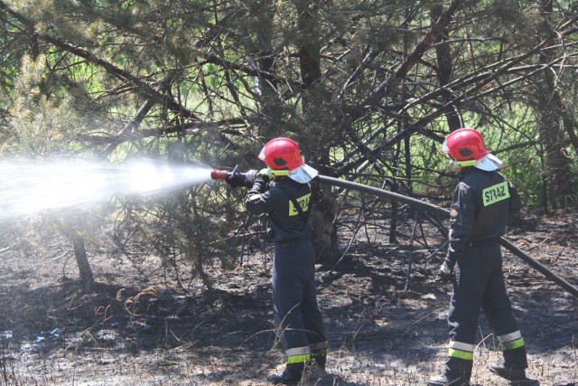 Spaliła się powierzchnia ok. 40 arów. Pożar rozciągał się na długości około 400 metrów.

Zobacz też: Strażacy walczyli z ulewą, a mieszkańcom przeszkadzał hałas. Zawiadomili policję

Prognoza pogody na czwartek:

źródło: vivi24/x-news.pl.