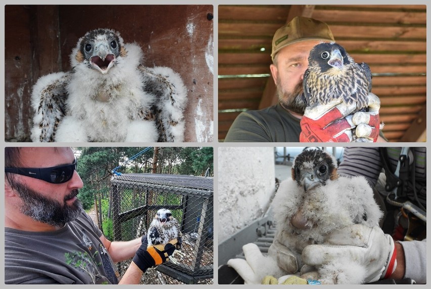 Reintrodukcją sokoła wędrownego w rejonie Włocławka zajmuje...