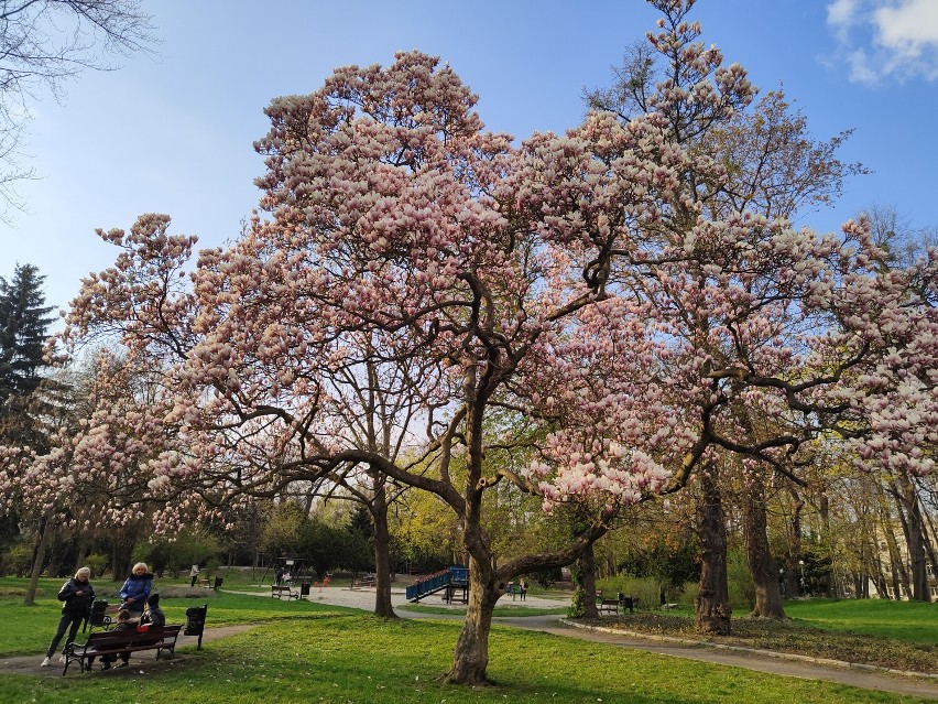 Brzeg wiosną - 20.04.2022r.