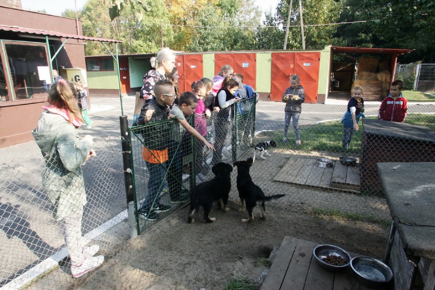 Schronisko dla Bezdomnych Zwierząt w Legnicy (ZDJĘCIA)