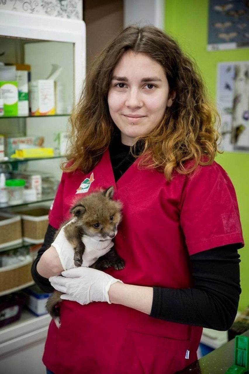 Mała lisiczka znaleziona w centrum Gdańska i osierocona wiewiórka. Coraz więcej dzikich zwierząt trafia do "Ostoi" [zdjęcia] 