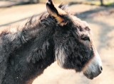 Kraków: zoo ogłasza wyprzedaż. Możesz kupić osła! [ZDJĘCIA]