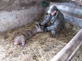 Problem watahy dzikich psów w Małym Kacku. Pozostałe psy zostaną w lesie, z właścicielem