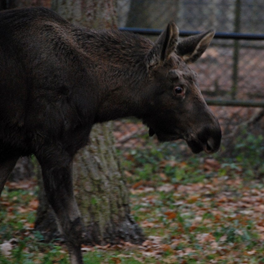 W bydgoskim zoo zamieszkał kilkumiesięczny łoś [ZDJĘCIA, WIDEO]