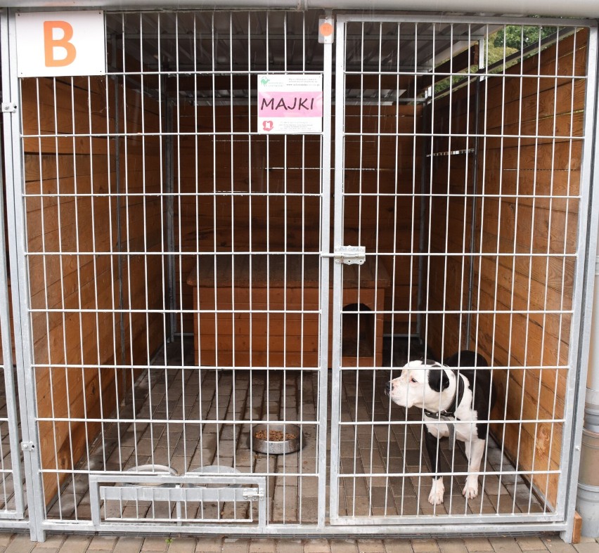Schronisko w Ostrowie Wielkopolskim - psy do adopcji.