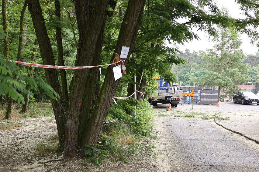Trwa wycinka drzew na osiedlu Zamenhofa w Lesznie. Powodem są parkingi. Część mieszkańców jest niezadowolona ZDJĘCIA I FILM