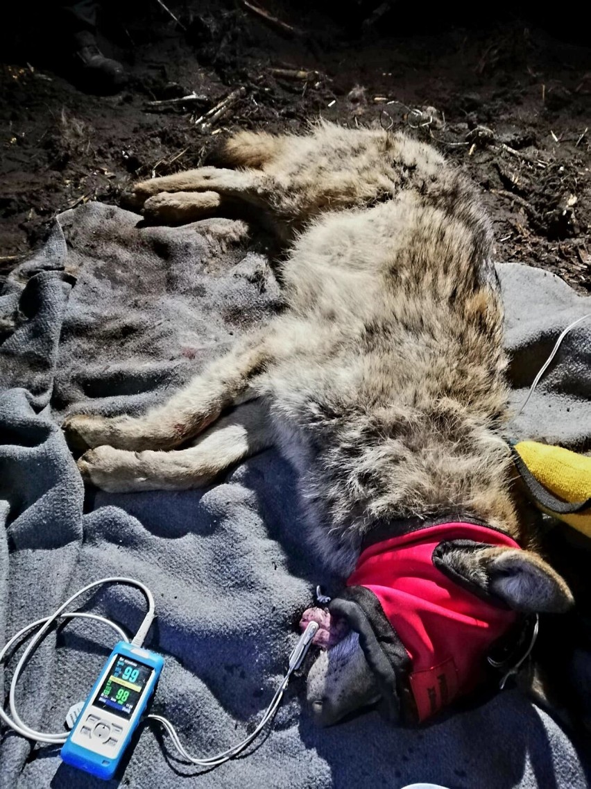Uratowali młodego wilka