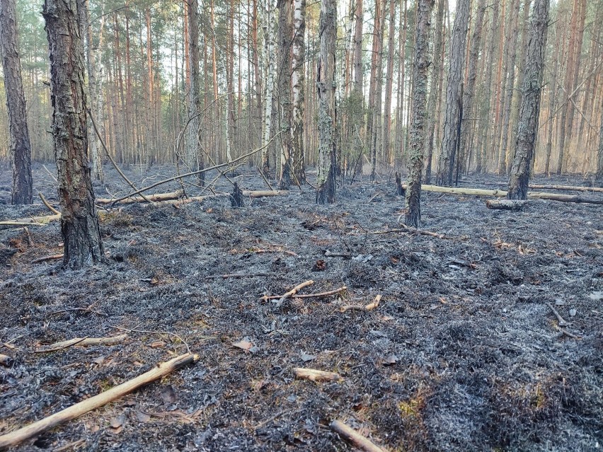 Pod Gorodczynem w gm. Narew, ogień strawił 3,5 hektara lasu
