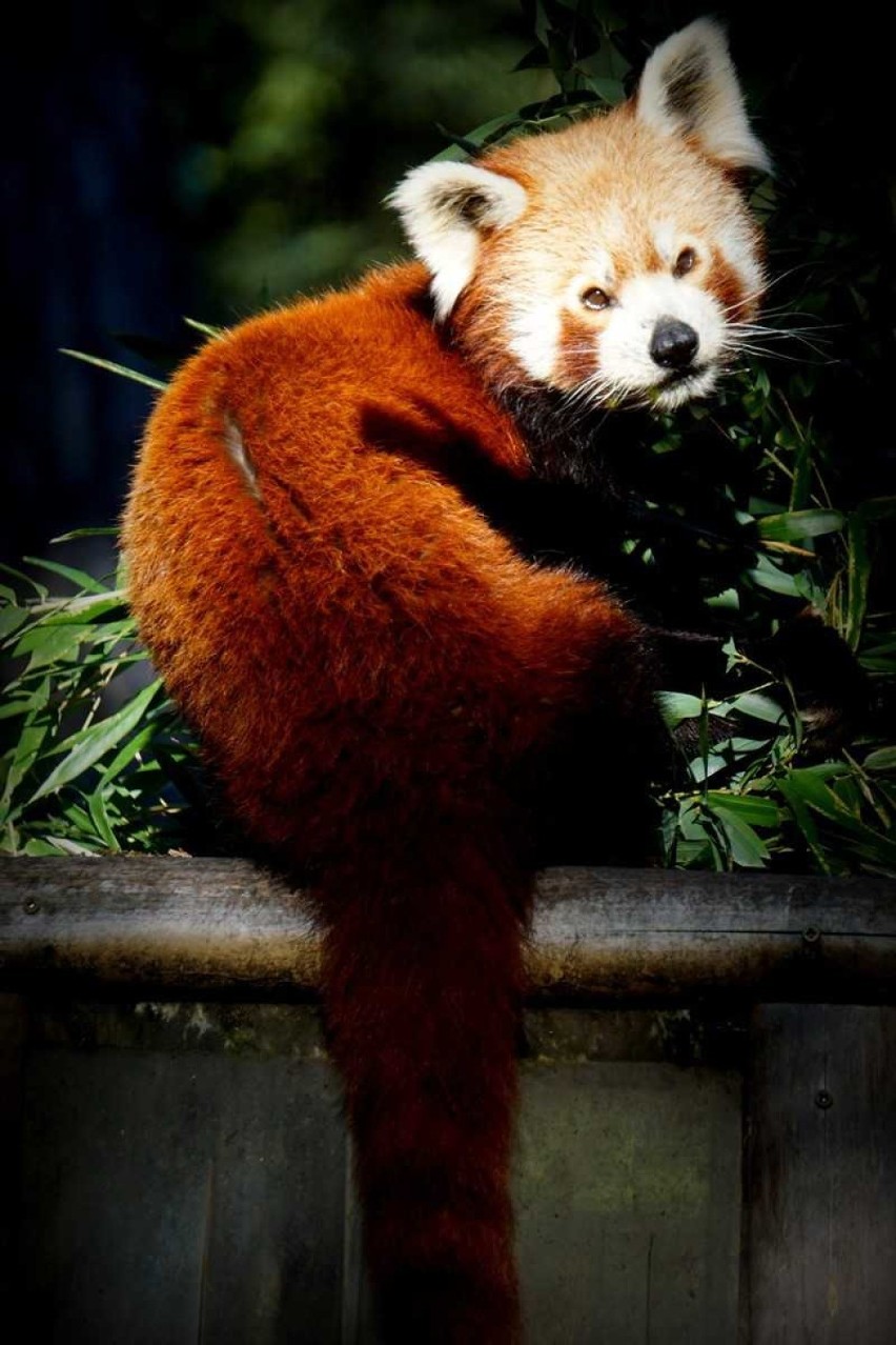 Panda Mała to gatunek zagrożony wyginięciem