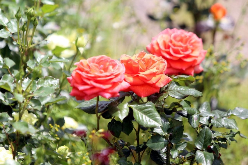 W Rosarium Parku Śląskiego zakwitły róże. Jest tu...
