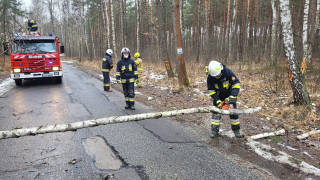 Powalone drzewo  w okolicy zalewu Chechło